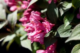 Weigela Florida Alexandra® 