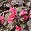 Vis produktside for: Weigela Florida Minor Black Verweig2