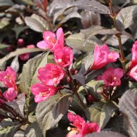 Weigela Florida Minor Black Verweig2