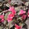 Weigela Florida Minor Black Verweig2