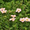 Vis produktside for: Potentilla Frut. Lovely Pink®