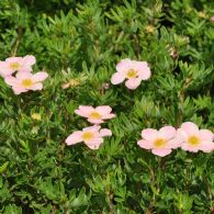 Potentilla Frut. Lovely Pink®