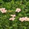 Potentilla Frut. Lovely Pink®