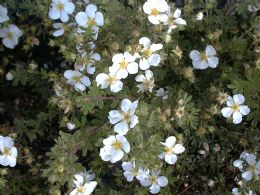 Potentilla Frut. Abbotswood