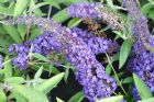 Vis produktside for: Buddleia Dav. Adonis Blue Adokeep