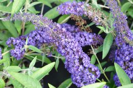 Buddleia Dav. Adonis Blue Adokeep