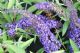 Buddleia Dav. Adonis Blue Adokeep