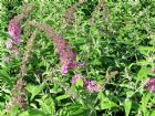 Vis produktside for: Buddleia Dav. Pink Delight