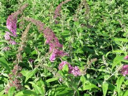 Buddleia Dav. Pink Delight