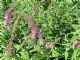 Buddleia Dav. Pink Delight