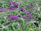 Vis produktside for: Buddleia Dav. Royal Red