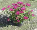 Vis produktside for: Spiraea Bum. Anthony Waterer