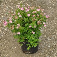 Spiraea Jap. Little Princess