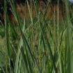 Vis produktside for: Panicum Virgatum Heavy Metal