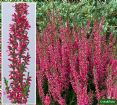 Vis produktside for: Calluna vulgaris Athene