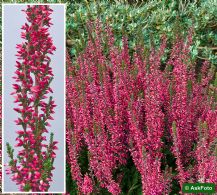 Calluna vulgaris Athene