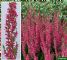 Calluna vulgaris Athene