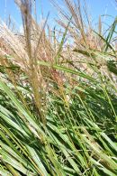 Calamagrostis Acut. Karl Foerster