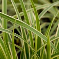 Carex Morrowii Ice Dance