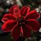 Dahlia Happy Romeo