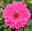 Vis produktside for: Dahlia Aztec Chiapas ®