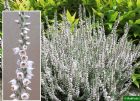 Vis produktside for: Calluna Vulgaris Beoley Silver