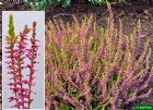 Vis produktside for: Calluna Vulgaris Bonita