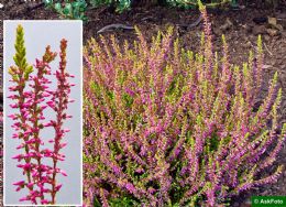 Calluna Vulgaris Bonita