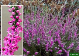 Calluna Vulgaris Carmen