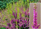 Vis produktside for: Calluna Vulgaris Con Brio