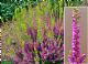 Calluna Vulgaris Con Brio