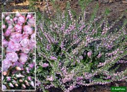 Calluna Vulgaris County Wicklow 