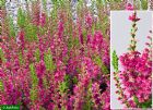 Vis produktside for: Calluna Vulgaris Dark Beauty 
