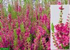 Vis produktside for: Calluna Vulgaris Dark Beauty 