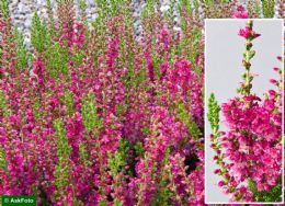 Calluna Vulgaris Dark Beauty 