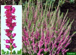 Calluna Vulgaris Dark Star