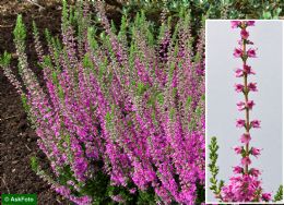 Calluna Vulgaris Darkness