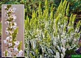 Calluna Vulgaris Dart's Parrot