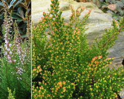 Calluna Vulgaris Dickson's Blazes