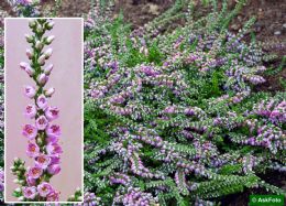 Calluna Vulgaris Dirry