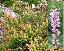 Calluna Vulgaris Easter-Bonfire