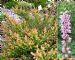 Calluna Vulgaris Easter-Bonfire