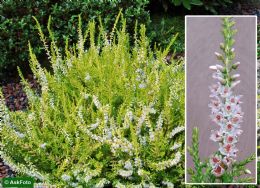 Calluna Vulgaris Gold Haze