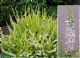 Calluna Vulgaris Gold Haze