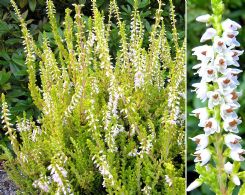 Calluna Vulgaris Gold Spronk