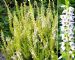 Calluna Vulgaris Gold Spronk