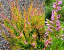 Vis produktside for: Calluna Vulgaris Golden Feather 