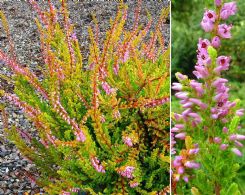 Calluna Vulgaris Golden Feather 