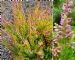 Calluna Vulgaris Golden Feather 