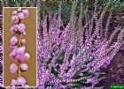 Vis produktside for: Calluna Vulgaris H.E. Beale